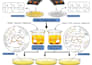 create scientific diagrams,  graphical abstracts, and posters